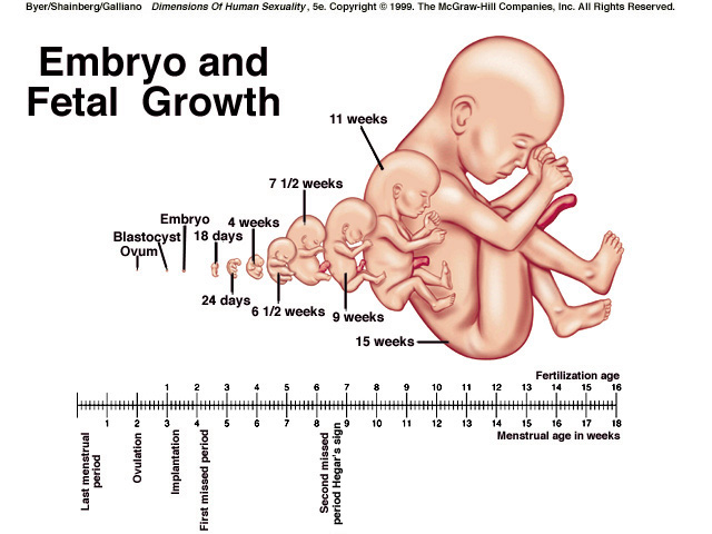 fetus at 6 weeks. Fetal+development+17+weeks